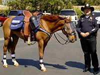 Fully equipped mounted unit horse